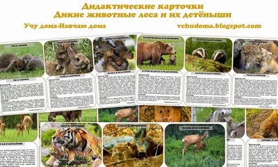 Купить Животные леса № 53 в Минске в Беларуси в интернет-магазине OKi.by с  бесплатной доставкой или самовывозом
