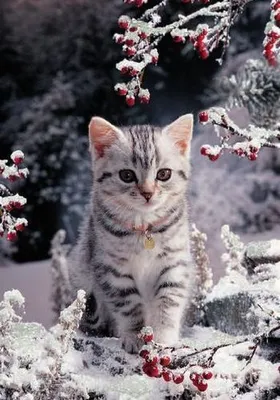 Животные в снегу (58 фото) - 58 фото