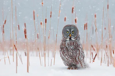 20 самых снежных животных этой зимы