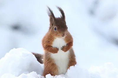 10 интересных фактов, почему снег полезен для многих животных | Приключения  натуралиста | Дзен