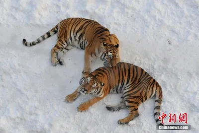 Снежные следы: что делают животные в зоопарке зимой