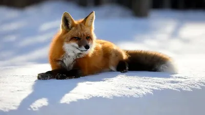 30 очаровательных фотографий лис в снегу