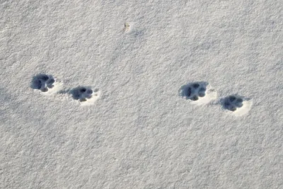 Фото очаровательных животных, которые радуются снегу | Телеканал СТБ