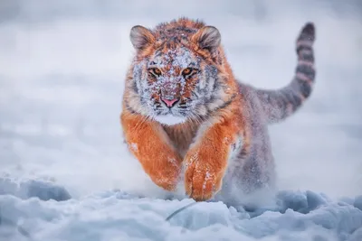 следы животных в снегу стоковое фото. изображение насчитывающей печать -  223218528
