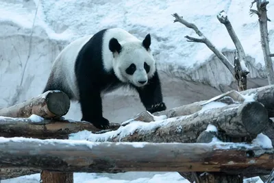 Одесский зоопарк показал, какие животные радовались снегу (фото) | Новости  Одессы