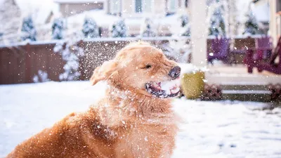 Фото таксы Собаки Зима снегу Взгляд животное