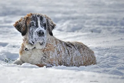 Животные в снегу (58 фото) - 58 фото