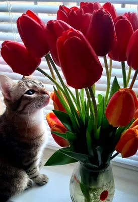 Как красиво сфотографировать животное с цветами | О жизни с кошкой Рисой |  Дзен