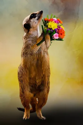 Bunny with flowers. Зайчик с цветами. PNG. | Самые милые животные, Цветы,  Обои
