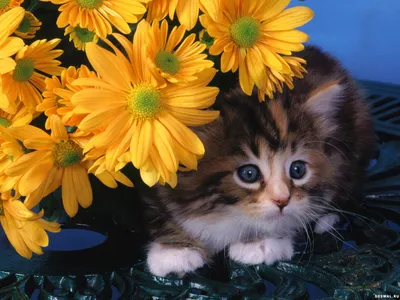 Фотографии Кошки букет Тюльпаны Цветы Ваза столы смотрит Животные