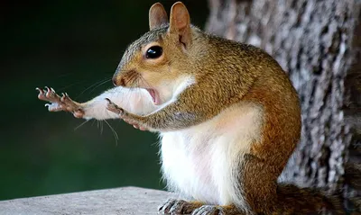 Comedy Wildlife Photography Awards 2021: смешные животные