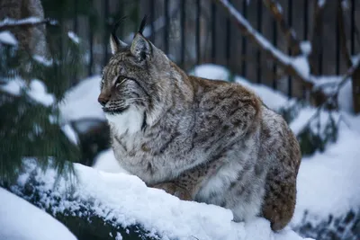 20 самых снежных животных этой зимы
