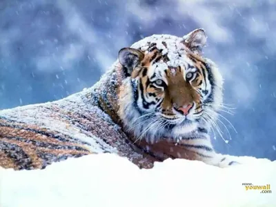 Скачать обои тигр, снег, лес, зима, животные разрешение 1400x1050 #161260