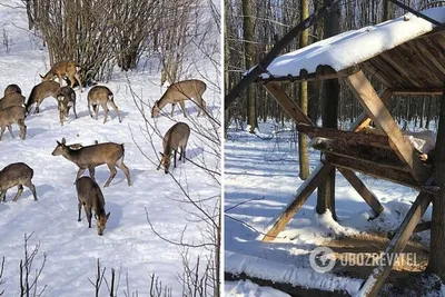 Коза возле дерева зимой. домашние животные зимой на открытом воздухе_ |  Премиум Фото