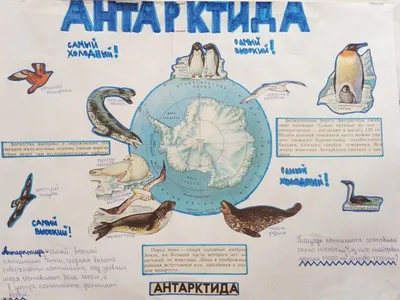 Дидактические карточки «Животные Арктики и Антарктики» - Скачать шаблон |  Раннее развитие