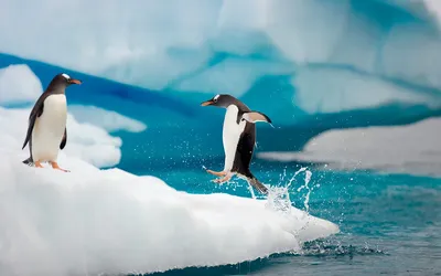 К концу века в Антарктиде могут погибнуть 97% видов животных | Пикабу