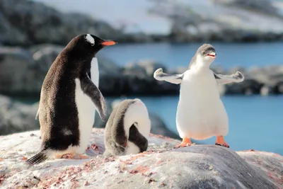 Ледяные рыбы, тюлени-крабоеды, киты и золотоволосые пингвины: знакомимся с  животными Антарктиды - Папамамам — МИФ