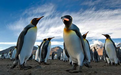 Ученые предрекли гибель 97% животных в Антарктиде к 2100 году | РБК Life