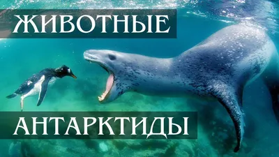 ГЕОГРАФОЧКА - авторский блог Лилии Павловны Казанцевой: Антарктида:  неприступная и таинственная