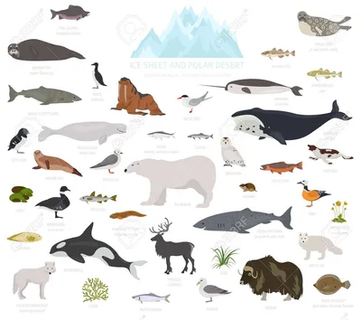 Векторное изображение Животные Арктики. Бесплатная загрузка. | Creazilla