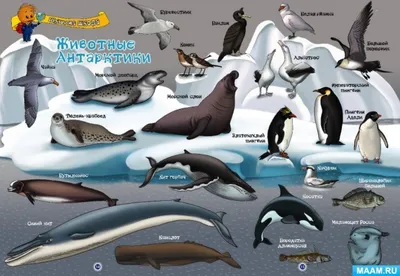 животные арктики и антарктиды на белой задней плоской иллюстрации для детей  Иллюстрация вектора - иллюстрации насчитывающей айсберг, океан: 226298221