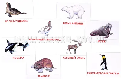Животные Арктики Животные Аляски Милые животные Иллюстрация образования  Иллюстрация штока - иллюстрации насчитывающей канада, хищник: 157539159