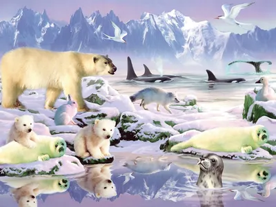 Плакат. Животные Арктики и Антарктики 268731 Проф-пресс - купить оптом от  15,47 рублей | Урал Тойз