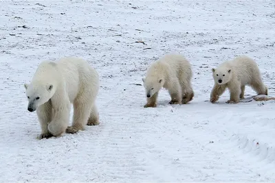 BOONI Фигурки животных Арктики