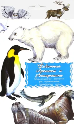Животные Арктики и Антарктики — купить книги на русском языке в DomKnigi в  Европе