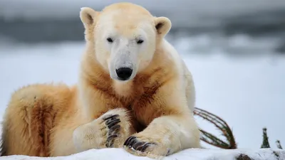 Животные Арктики