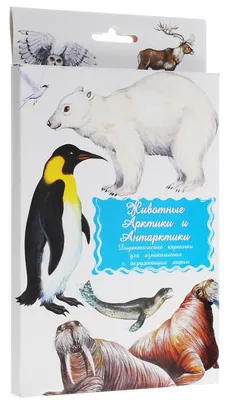 Карточки в папке – Животные Арктики и Антарктиды, 16 обучающих карточек от  Умка, 4690590146484 - купить в интернет-магазине ToyWay.Ru