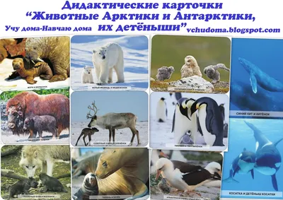 НДМ с конспектами занятий (папки). Животные Арктики и Антарктики - Стрекоза