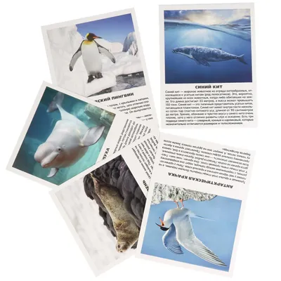 Дидактические карточки Животные Арктики и Антарктики - купить книгу с  доставкой в интернет-магазине «Читай-город».