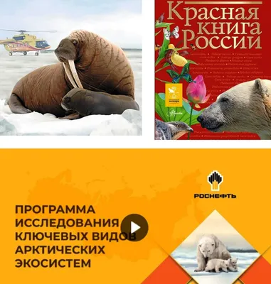 Тематическая неделя «Животные Арктики и Антарктики» — detsad8skazka.com.ru