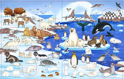 Выставка Животные Арктики и Антарктики в Мурманской области - Афиша на  Хибины.ru