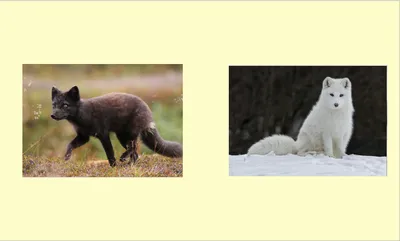 Ученые в 2018 году изучат животных Арктики – GoArctic.ru – Портал о  развитии Арктики
