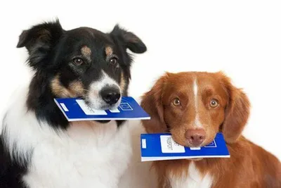 Зоозащитница об инициативе ввести штрафы за самовыгул собак: «Наказание  невозможно без регистрации животных» | УРАЛИТИ | Дзен