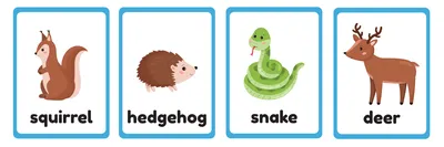 Назви тварин англійською в картинках та з перекладом - Enguide