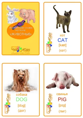 Обучающие карточки по методике Г. Домана «Домашние животные на английском  языке», 12 карт, А6 купить, отзывы, фото, доставка - FOX-sp.ru
