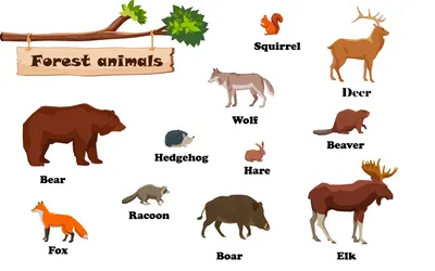 Карточки с английскими словами - Животные | Скачать
