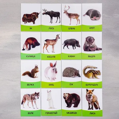 Животные на английском - лексика про природу | English Prime
