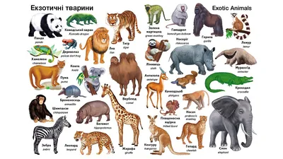 Тема: Дикие животные, сочинение на английском языке с переводом