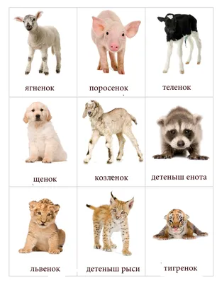 Карточки с животными для детей | Детеныши животных, Картинки домашних  животных, Животные
