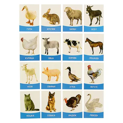 Картинки животных для детей | Картинки Detki.today