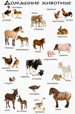 Животные на английском - лексика про природу | English Prime
