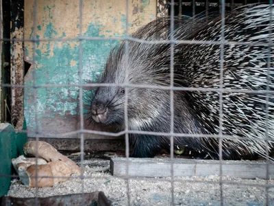 Животные Московского зоопарка, у которых появились детеныши в 2021 году -  Агентство городских новостей «Москва» - информационное агентство