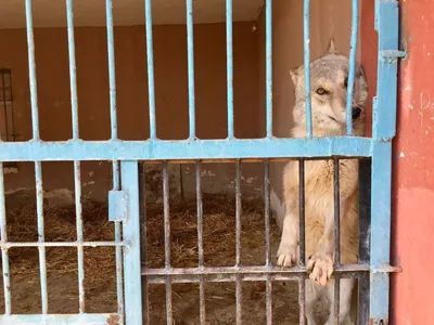 Как живут животные в зоопарке Алматы