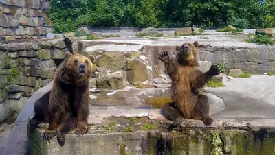 Животных частного зоопарка Навои доставили в Ташкент на реабилитацию –  Новости Узбекистана – Газета.uz