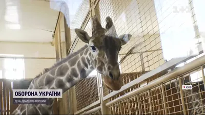 Новосибирский зоопарк открыл площадку, где можно погладить животных