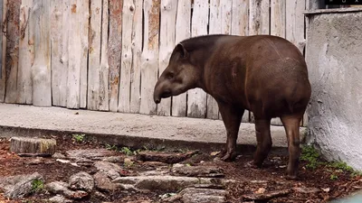 Видео: самые дерзкие побеги животных из зоопарков | TravelAsk | Дзен